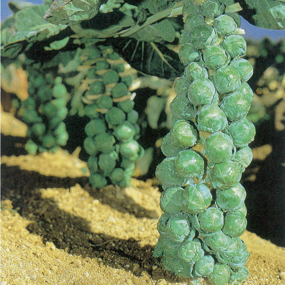 jade cross brussel sprouts plants Jade Cross Brussels Sprouts Seeds – High Performance Hybrid