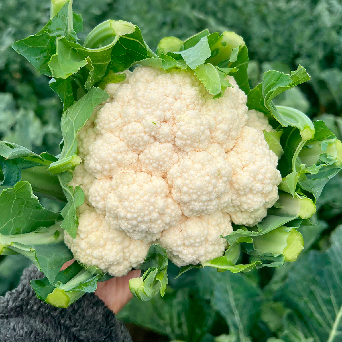 stokes garden seeds Marmorex Cauliflower Seeds – High Performance Hybrid