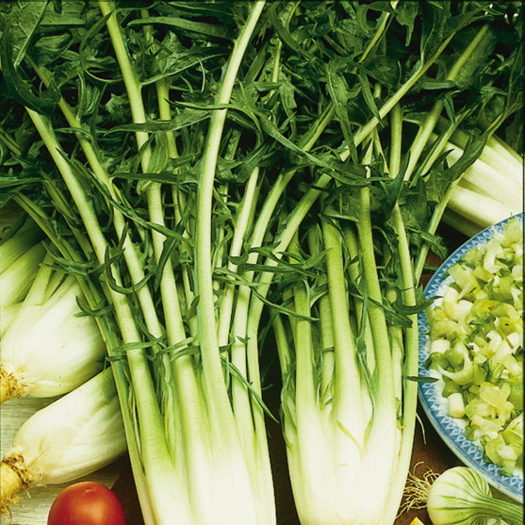 Cicoria Catalogna Chicory Seeds – Commercial Grade | Stokes Seeds