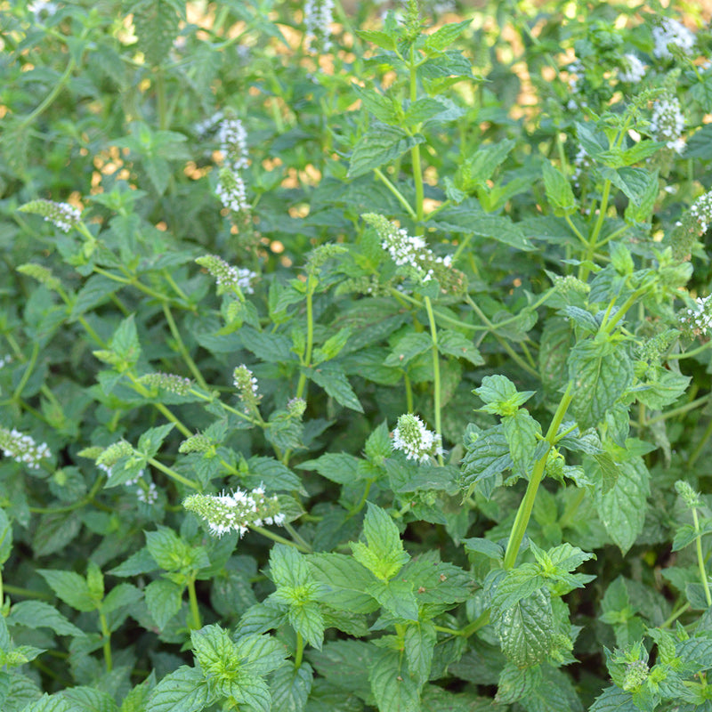 stokes flower seeds Spearmint Herb Seeds – Untreated Seed