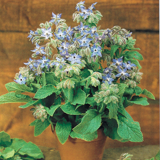 stokes flower seeds Borage Herb Seeds – Untreated Seed