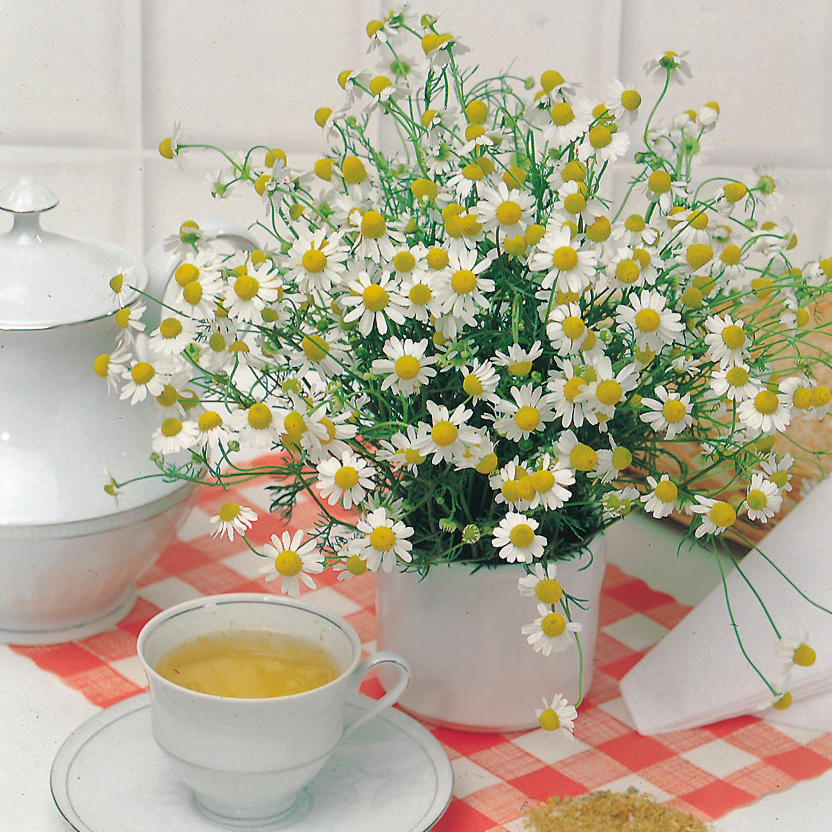 chamomile tea for indoor plants Chamomile Herb Seeds – Untreated Seed