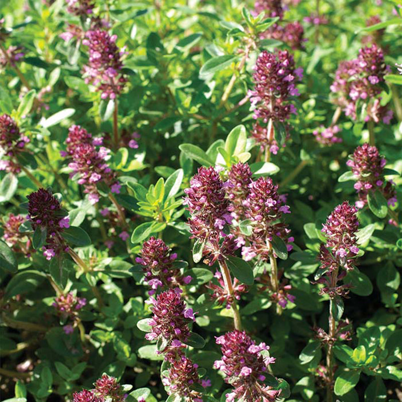 stokes flower seeds Creeping Thyme Herb Seeds – Untreated Seed