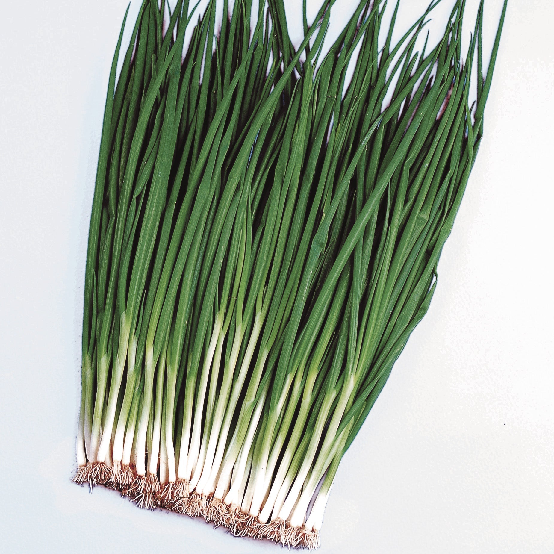stokes garden seeds Gallop Bunching Onion Seeds – High Performance Hybrid