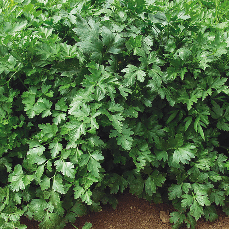 planting parsley seeds outdoors Gigante D Italian Parsley Seeds – Untreated Seed