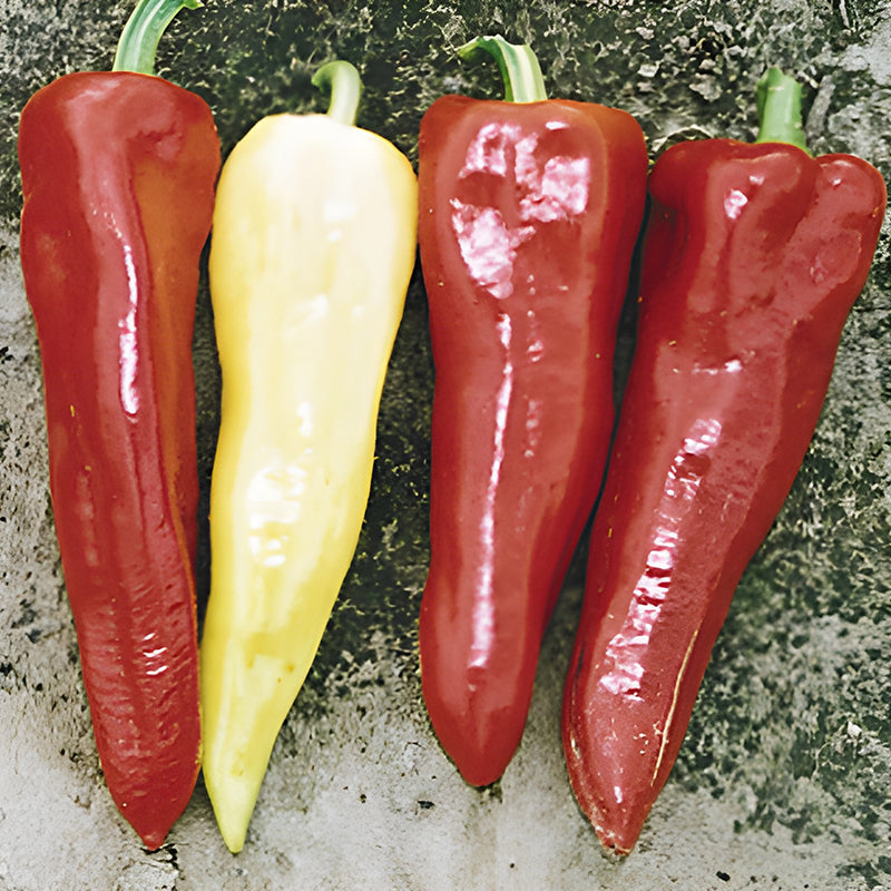 Crimson Hot Hot Pepper Seeds – Untreated Seed | Stokes Seeds
