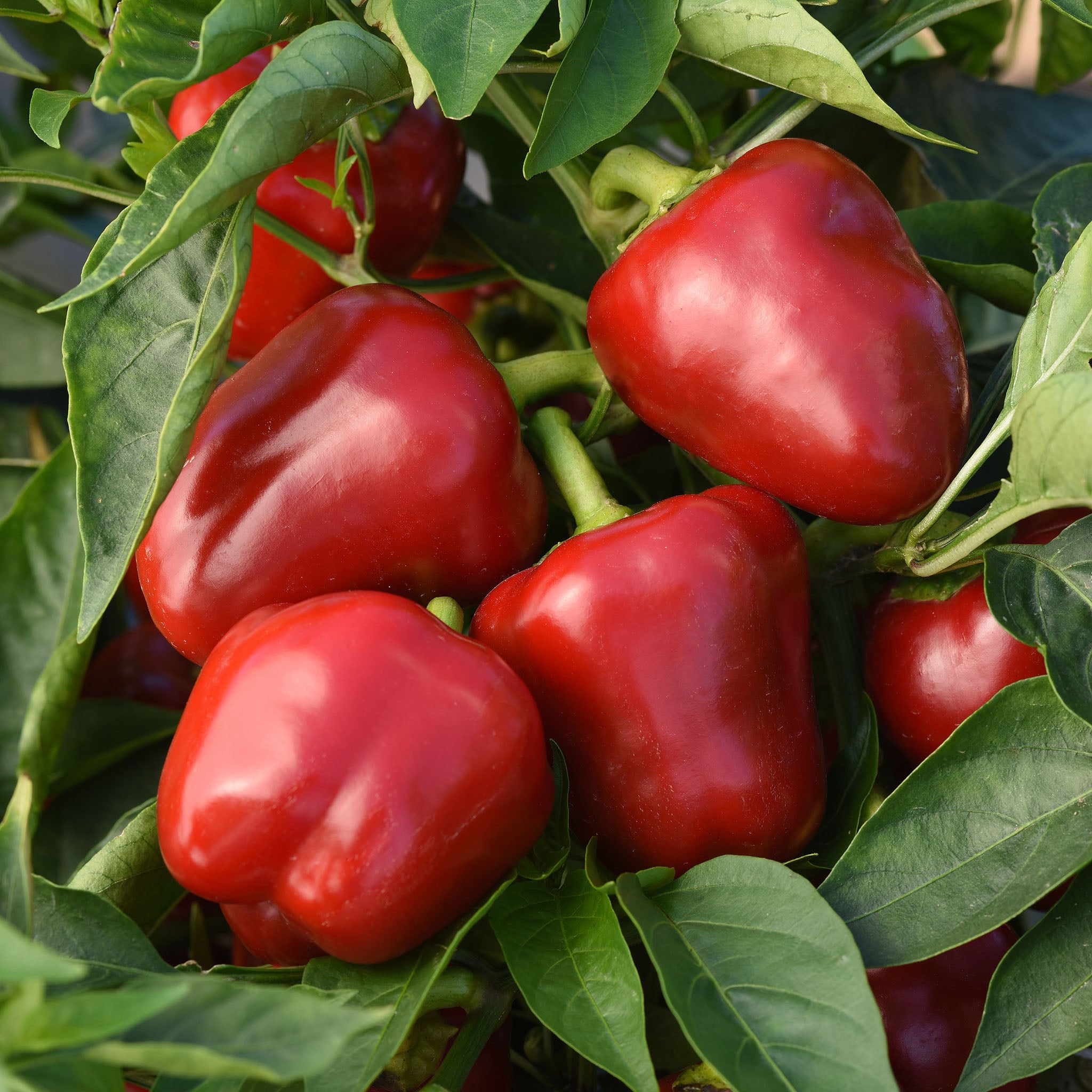 planting mini bell pepper seeds Snackabelle Red Sweet Pepper Seeds – Untreated Seed