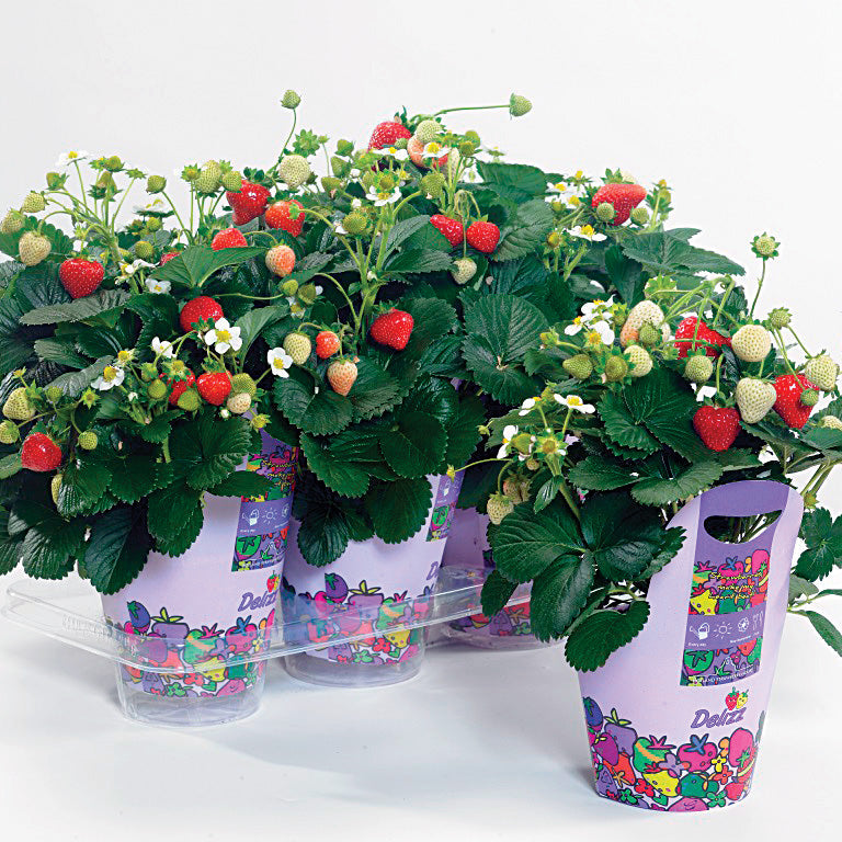 hanging strawberry seeds Delizz Strawberry Seeds – Untreated Seed