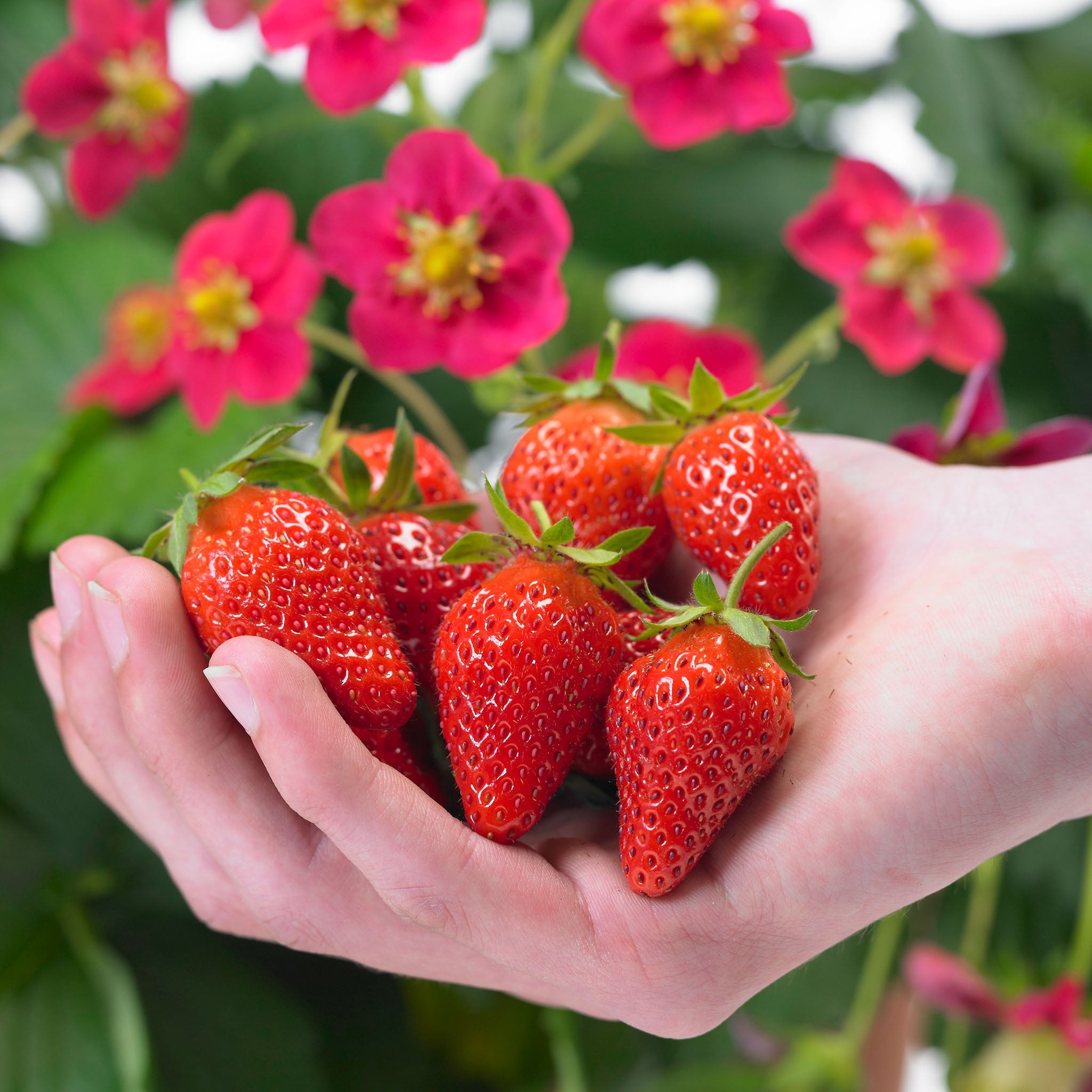 hybrid strawberry seeds Toscana Strawberry Seeds – Untreated Seed