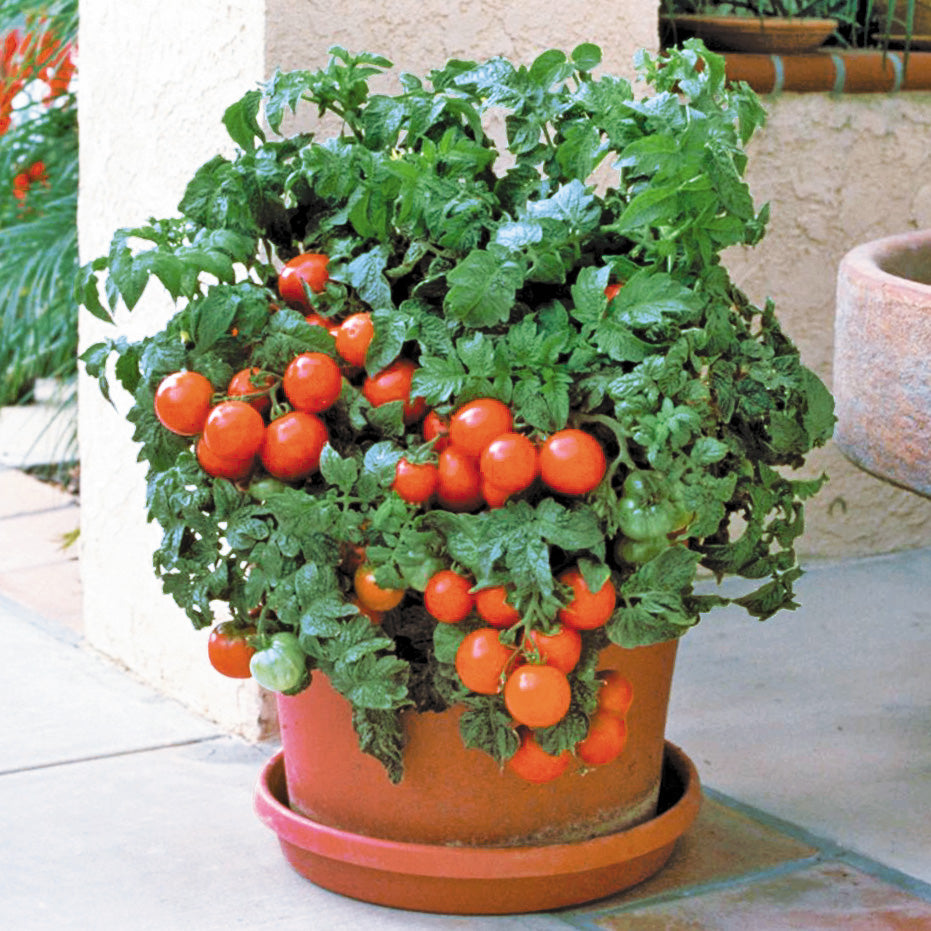 potted tomato plants for sale Patio Tomato Seeds – High Performance Hybrid
