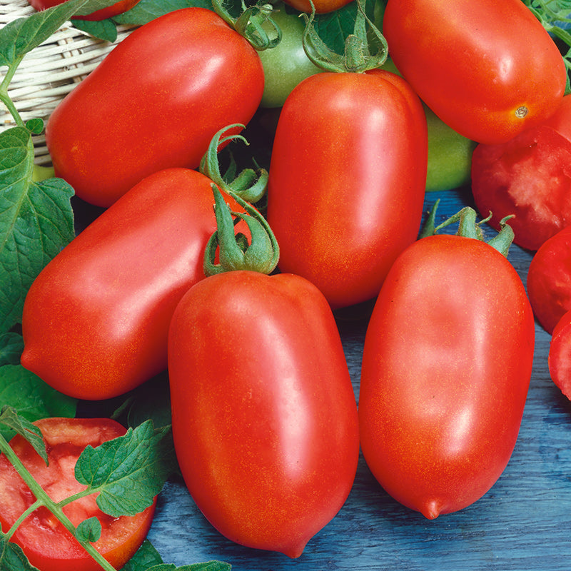 Roma VF Tomato Seeds – Commercial Grade | Stokes Seeds – Stokes