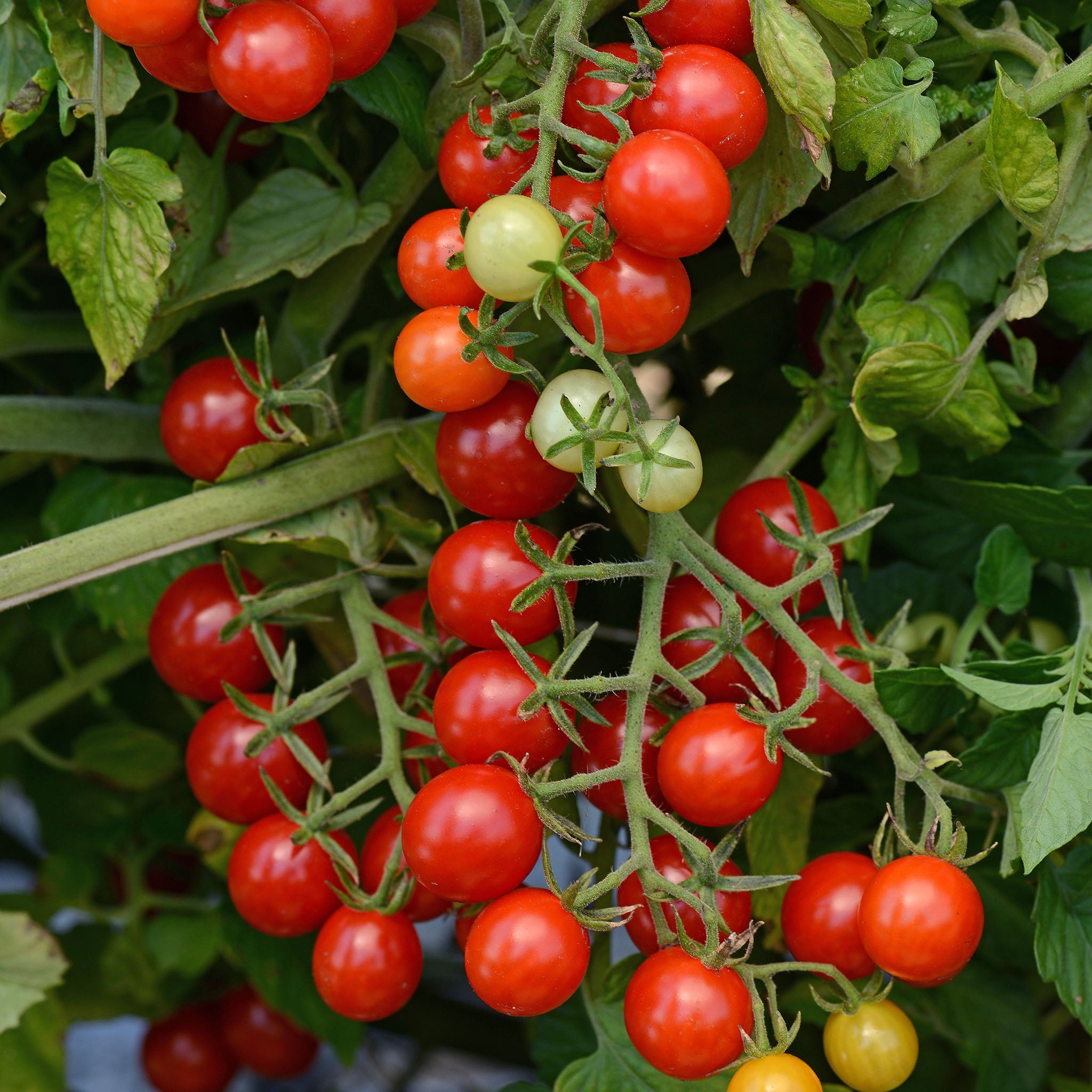 Candyland Red Tomato Seeds – Untreated Seed | Stokes Seeds