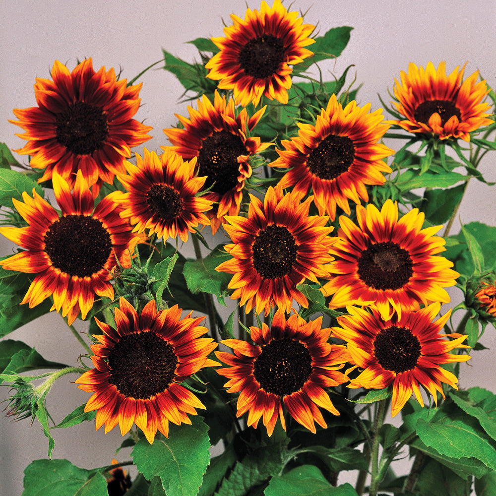 stokes flower seeds Ring Of Fire Helianthus Seeds – Untreated Seed