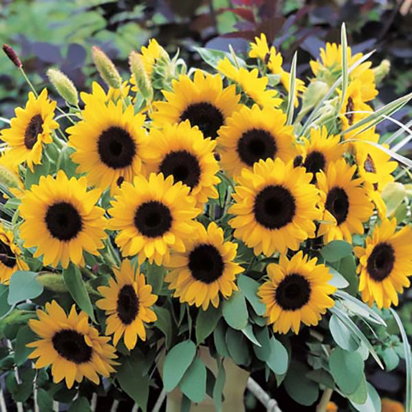 stokes flower seeds Sunrich Orange Summer Helianthus Seeds – High Performance Hybrid