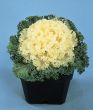 Nagoya White (Flowering Kale)