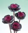 Crane™ Rose (Flowering Kale)