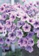 Opera Supreme™ Lilac Ice (Petunia/multiflora/pelleted)