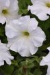 Supercascade White (Petunia/grandiflora/pelleted)