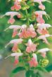 Summer Jewel Pink (Salvia)