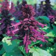 Sizzler™ Purple (Salvia)