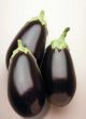 Night Shadow (Eggplant/hybrid)