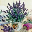 True Lavender (Perennial)