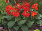 South Pacific™ Scarlet (Canna)