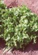 Green Salad Bowl (Lettuce/looseleaf)