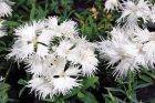 Supra White (Dianthus)