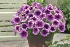 Trilogy™ Purple Vein (Petunia/multiflora/pelleted)