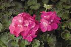 Pinto™ Premium Deep Rose (Geranium)