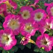 Picobella™ Rose Morn (Petunia/pelleted/milliflora)