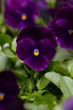 Sorbet XP Purple (Viola)