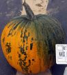 HSC151 (Hybrid Pumpkin)