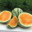 Orange Crisp (Watermelon/triploid)