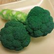 Emerald Star (Broccoli)