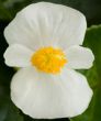 Tophat™ White (Begonia/interspecific/pelleted)