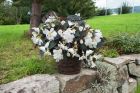 Nonstop® Joy Mocca White (Begonia/tuberous/pelleted)