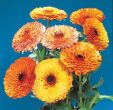 Touch of Red Mix (Calendula)