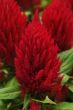 First Flame Red (Celosia/plumosa)