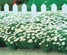 Snowland™ (Chrysanthemum)