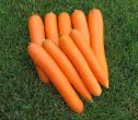 Brillyance (Carrot/nantes) 