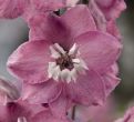 Magic Fountains Lilac Pink/White Bee (Delphinium)