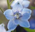 Magic Fountains Sky Blue/white bee (Delphinium)