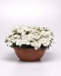 Coronet White (Dianthus/pelleted)