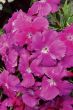 Diana Blueberry (Dianthus)