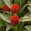 Qis Red (Gomphrena)