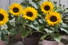 Smiley™ Sunflower (Helianthus/sterile) 