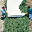 Floating Vegetable Row Cover 64 in x 250 ft