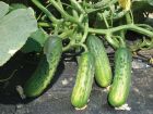 Puccini (Cucumber/pickling)